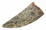 Serrated, Raptor Tooth - Real Dinosaur Tooth #285170-1